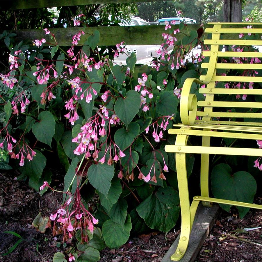 Begonia grandis 