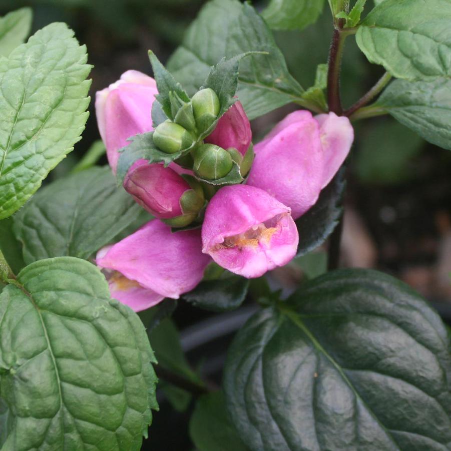 Chelone obliqua Tiny Tortuga