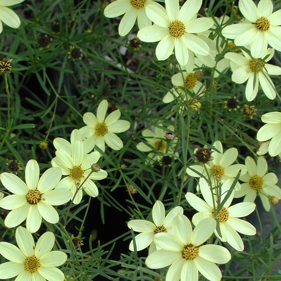 Coreopsis Moonbeam