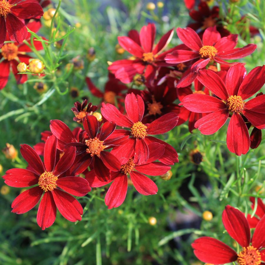 Coreopsis Red Satin