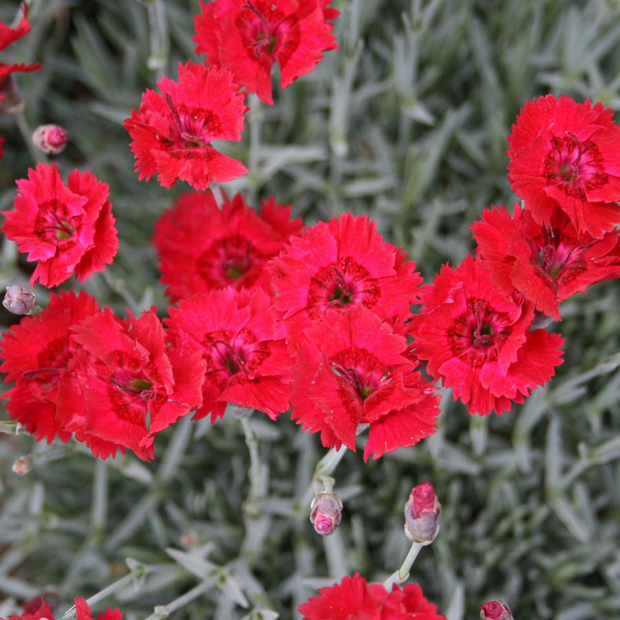 Dianthus Fire Star