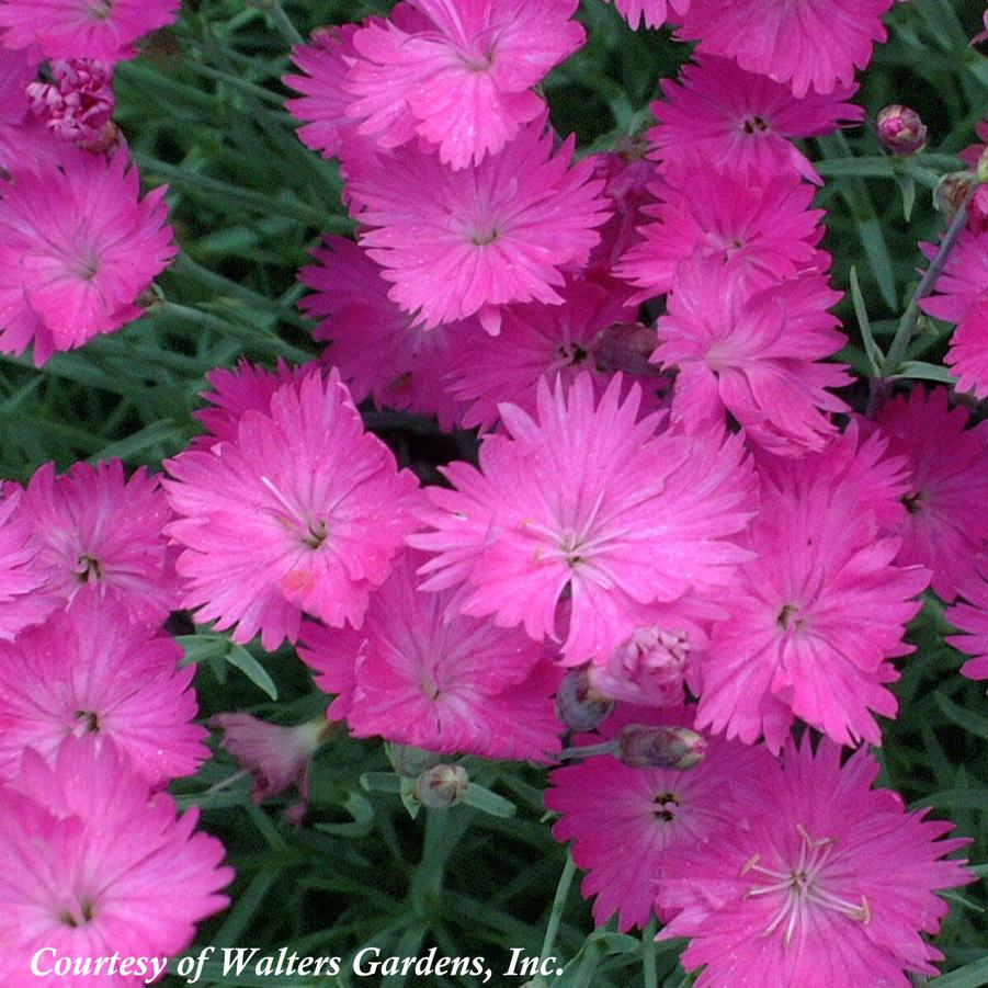 Dianthus gratianopolitanus Firewitch