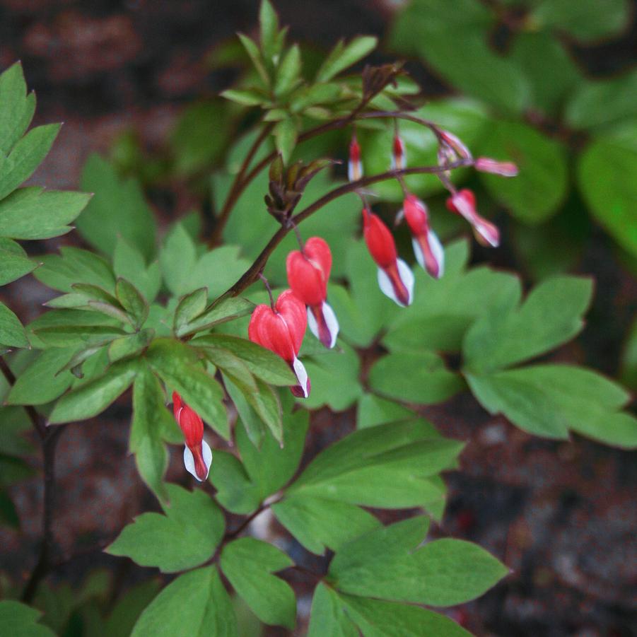 Dicentra spectabilis Valentine