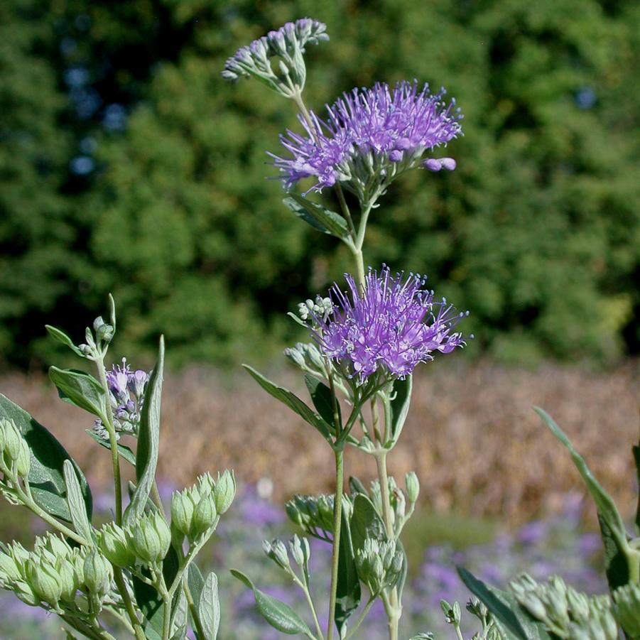 Caryopteris clandonensis Dark Knight