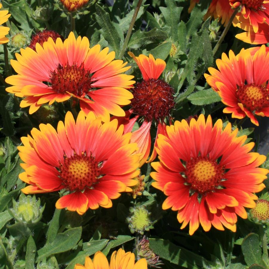 Gaillardia aristata Bijou