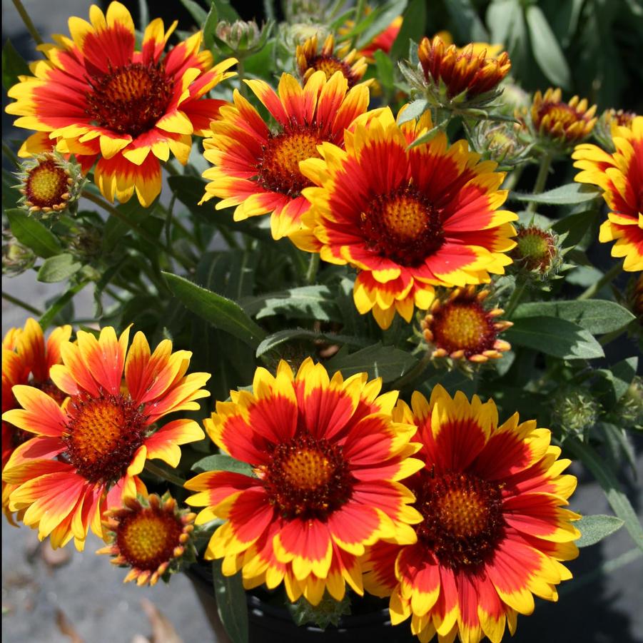 Gaillardia grandiflora Goblin