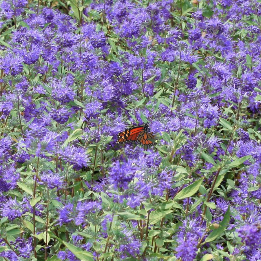 Caryopteris clandonensis Longwood Blue