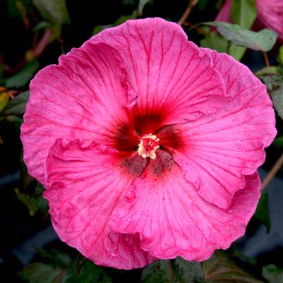 Hibiscus moscheutos Plum Crazy