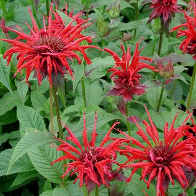 Monarda didyma Jacob Cline