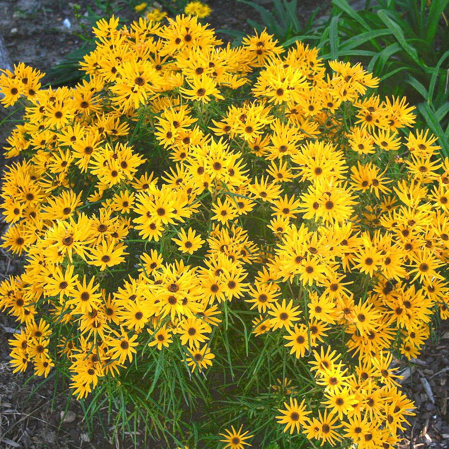 Helianthus salicifolius Low Down