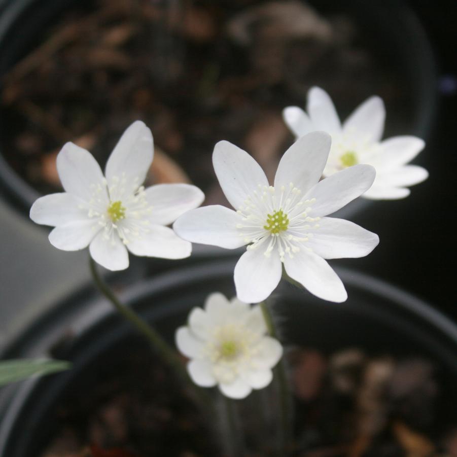 Hepatica acutiloba 