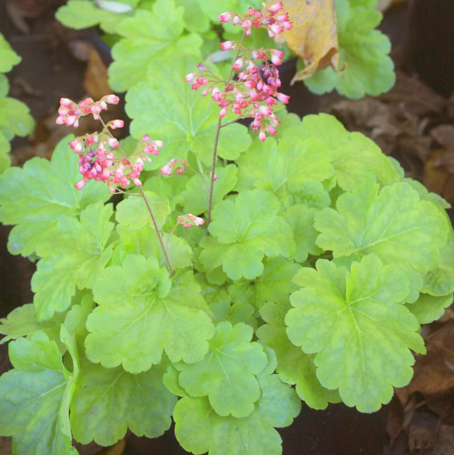 Heuchera Sweet Tart