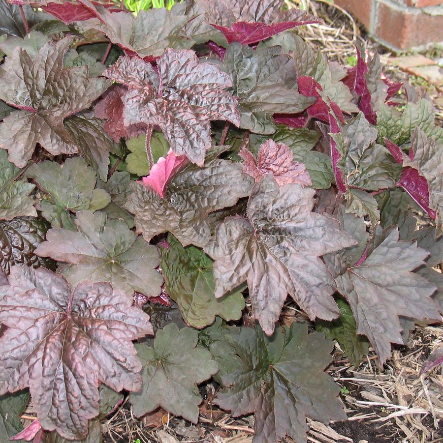 Heuchera micrantha Palace Purple