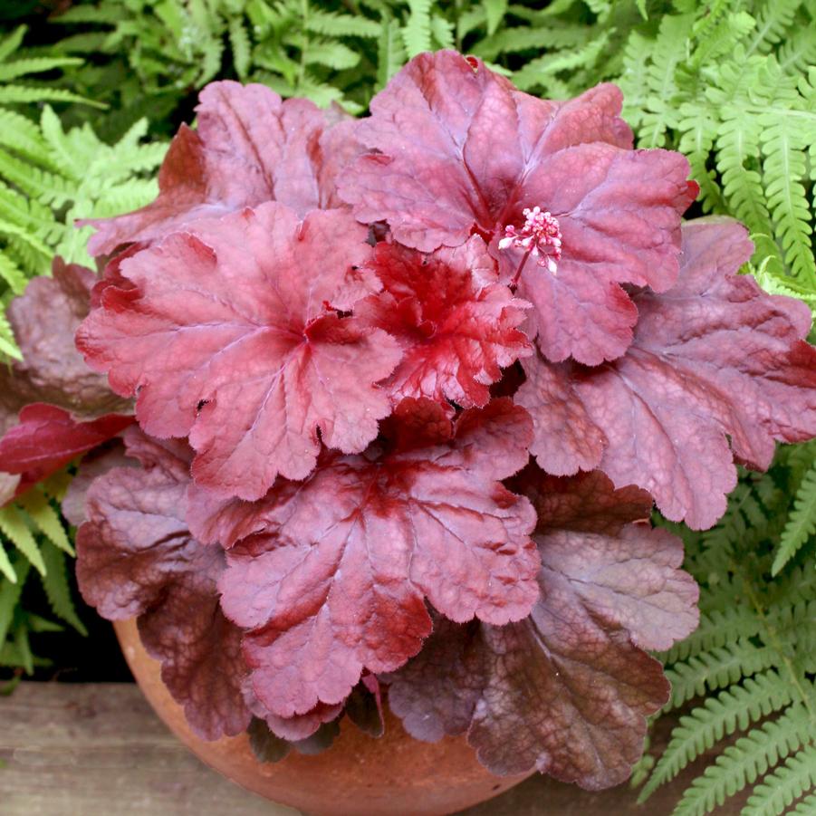 Heuchera micrantha x villosa Fire Alarm