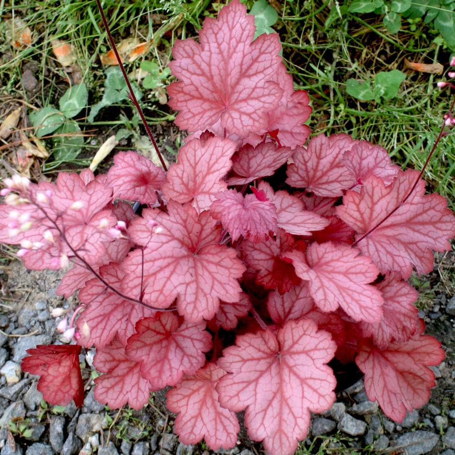 Heuchera villosa Georgia Peach