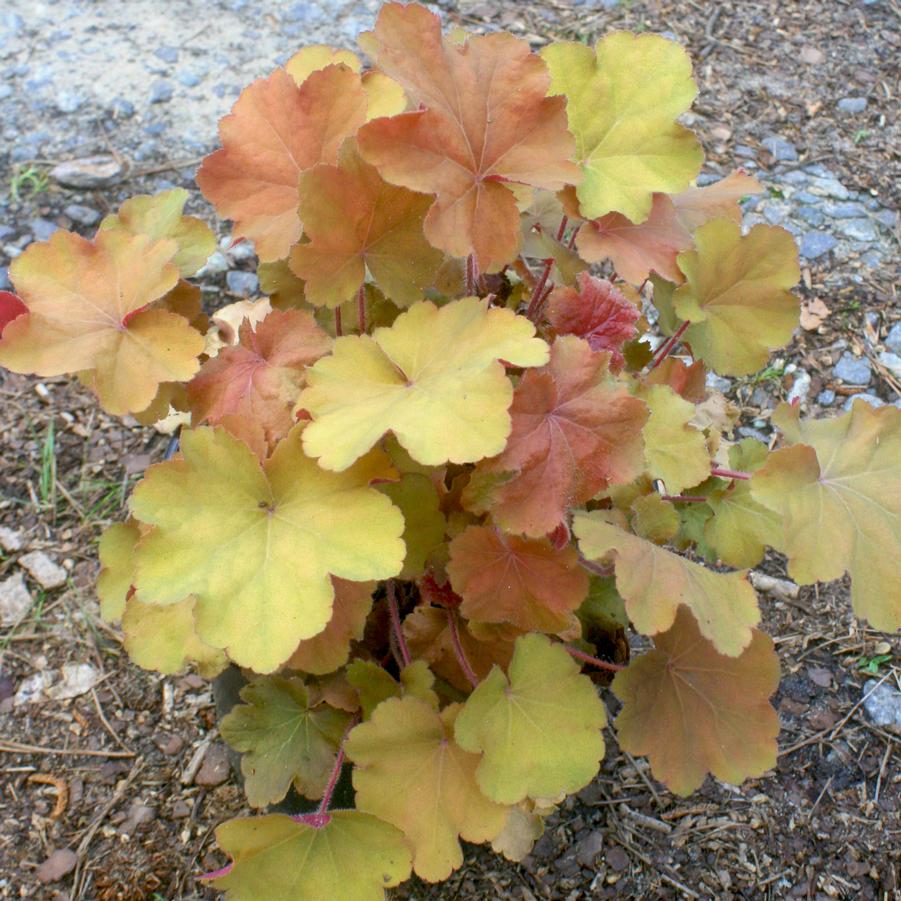 Heuchera villosa Caramel