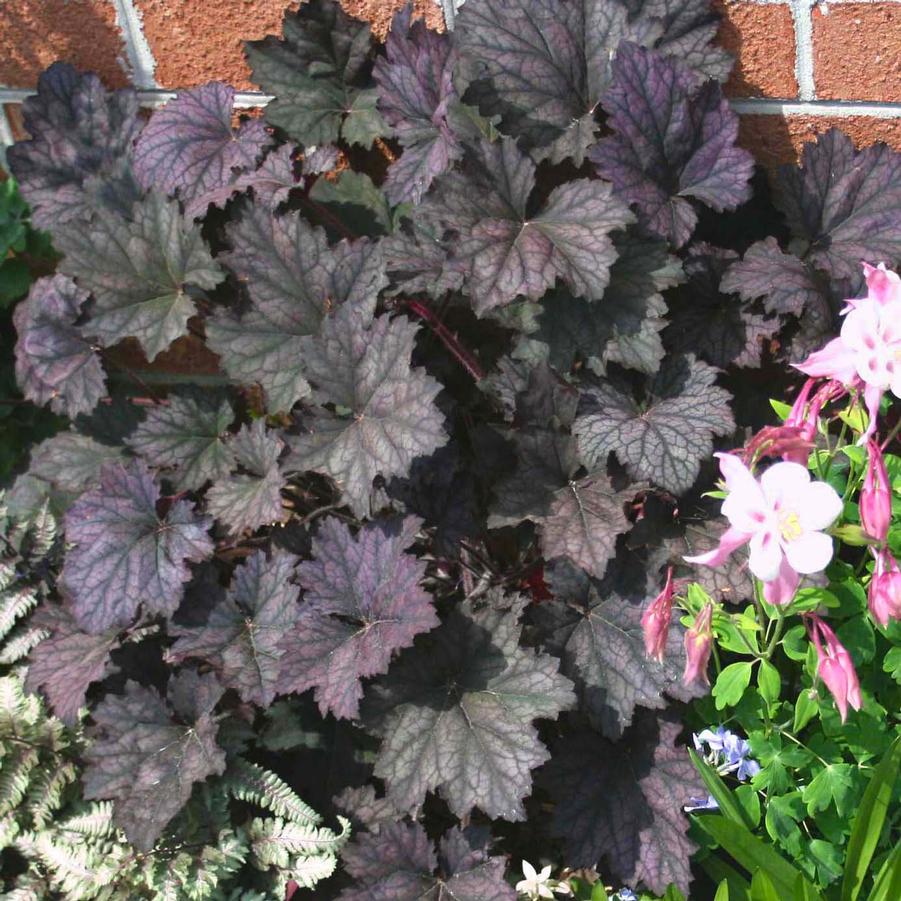 Heuchera villosa Frosted Violet