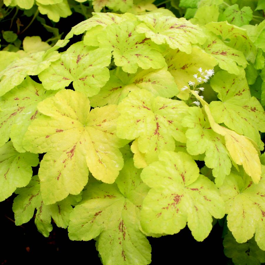 Heucherella Solar Power