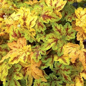 Heucherella Solar Power