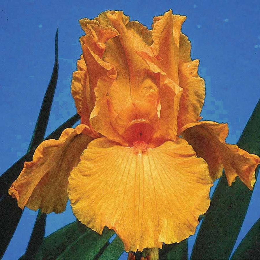 Iris germanica Firebreather