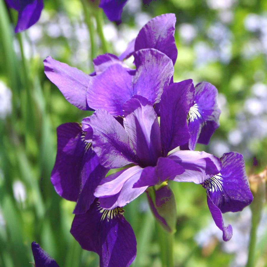 Iris sibirica Caesar's Brother