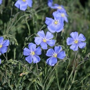 Linum perenne Sapphire