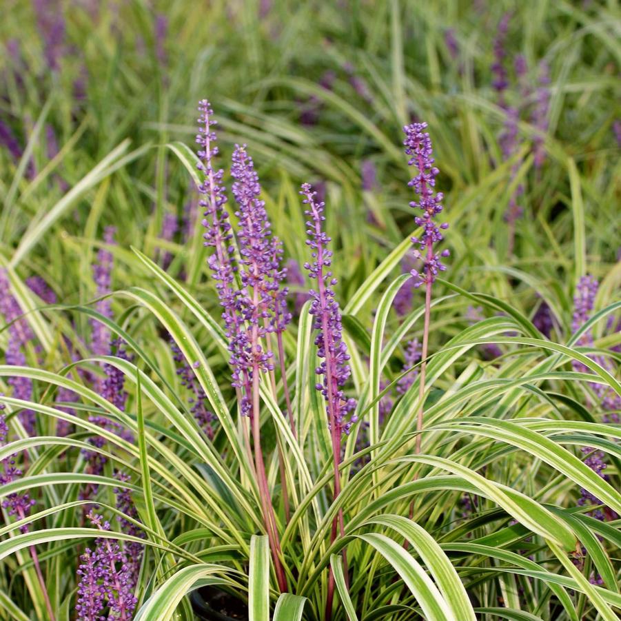 Liriope muscari Variegata