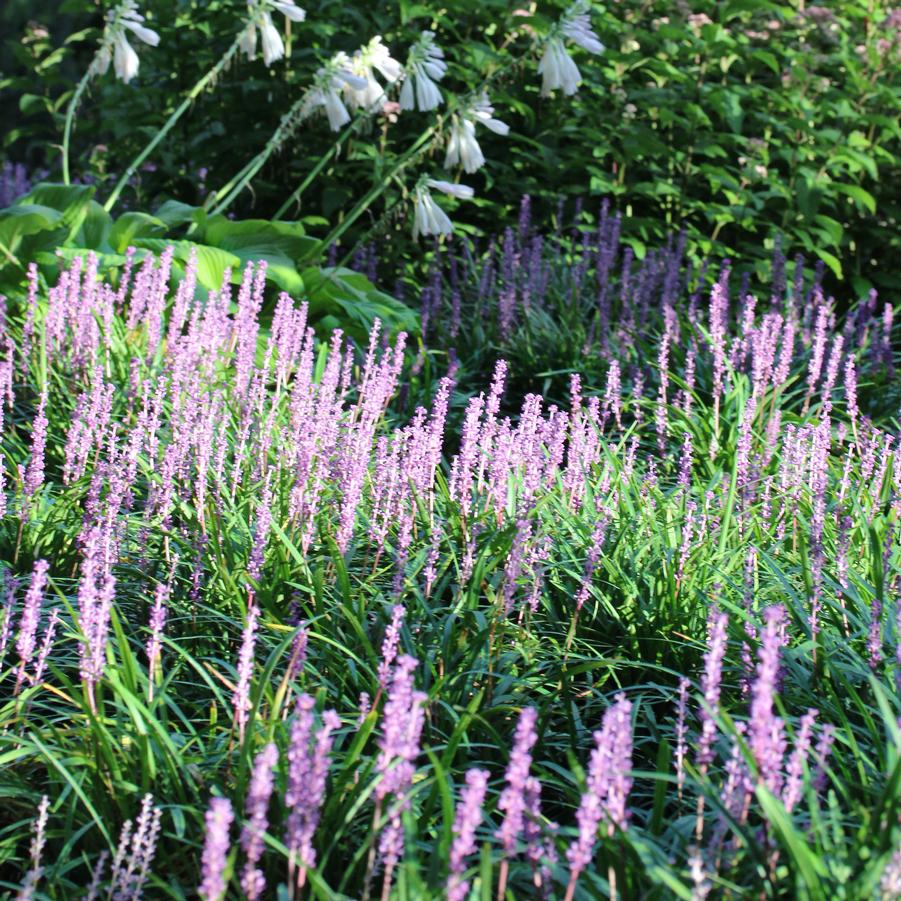 Liriope spicata 