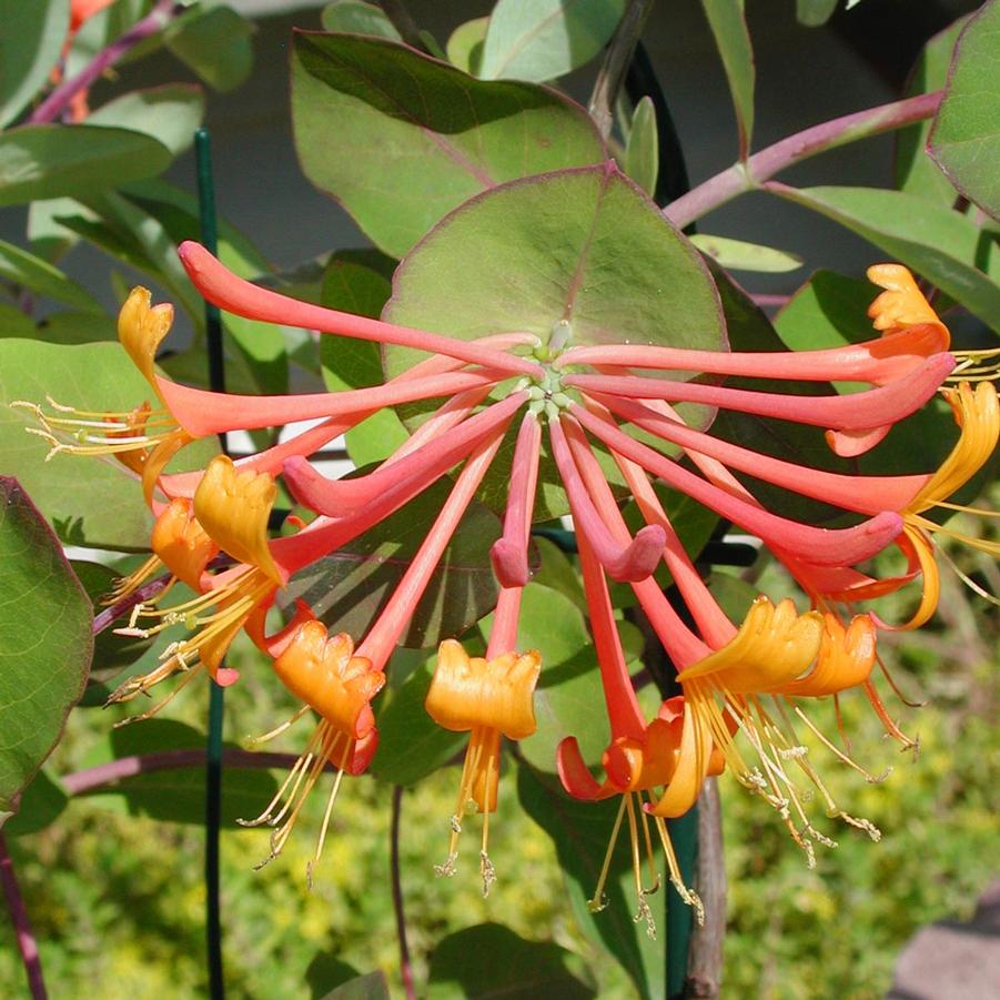 Lonicera brownii Mandarin