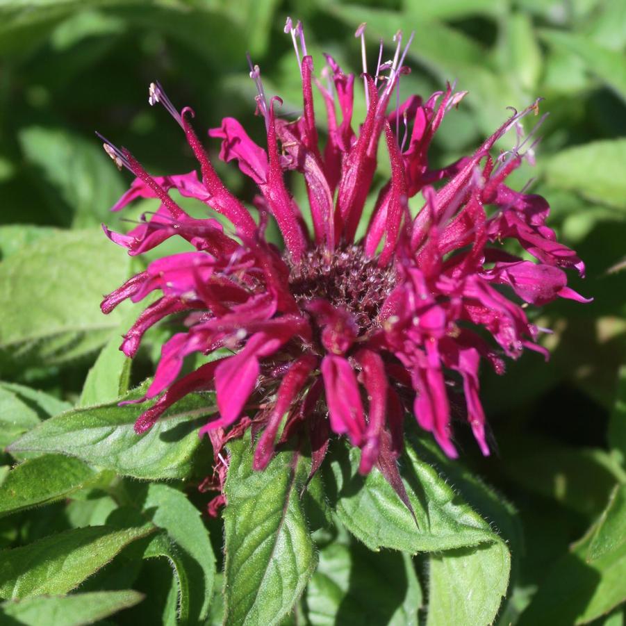 Monarda didyma Balmy Purple