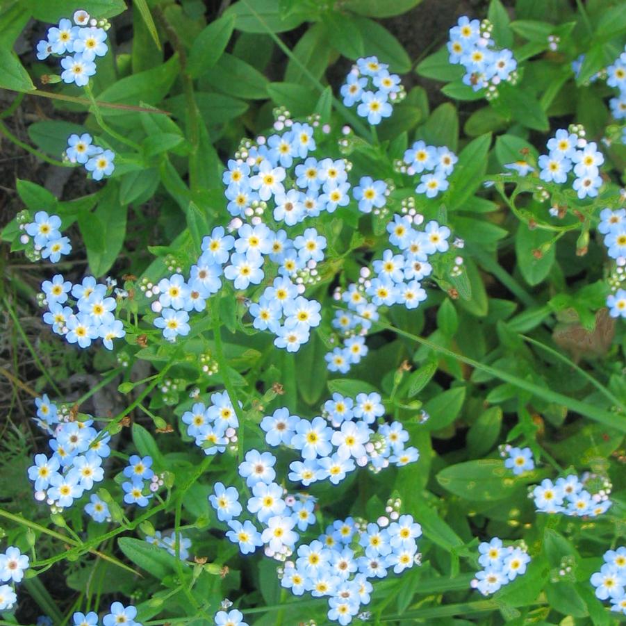 Myosotis palustris 