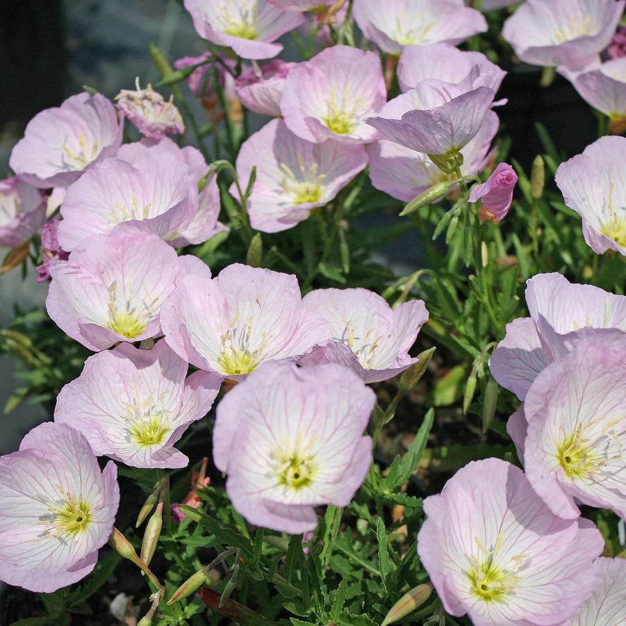 Oenothera speciosa Siskiyou