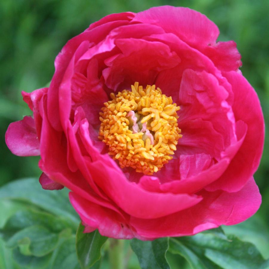 Paeonia lactiflora Paula Fay