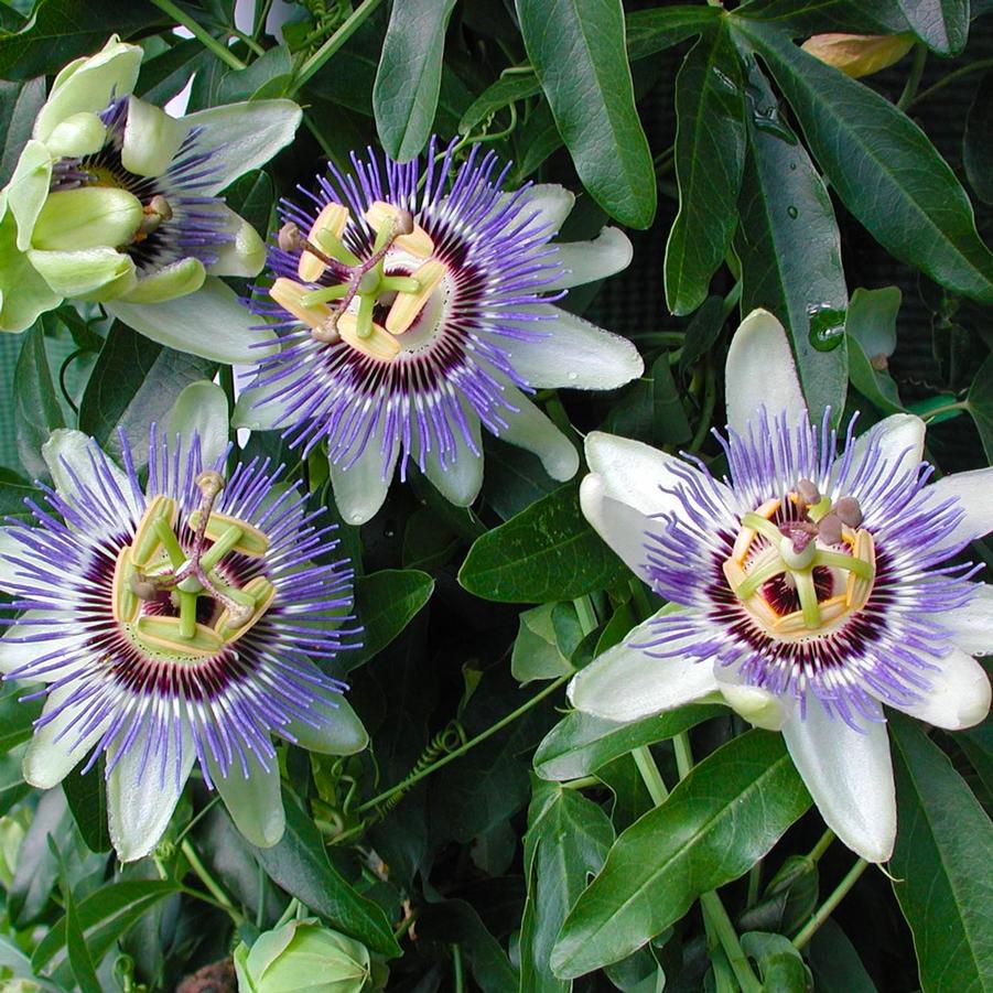 Passiflora caerulea Waterloo Blue