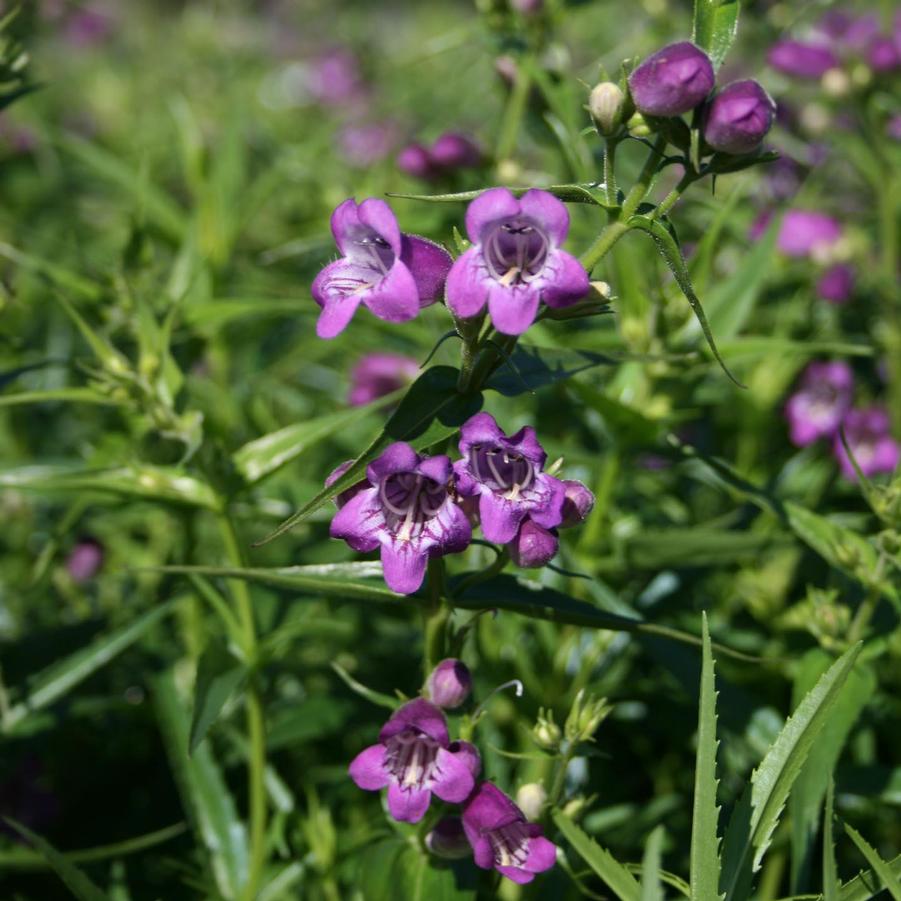 Penstemon mexicali Pike's Peak Purple