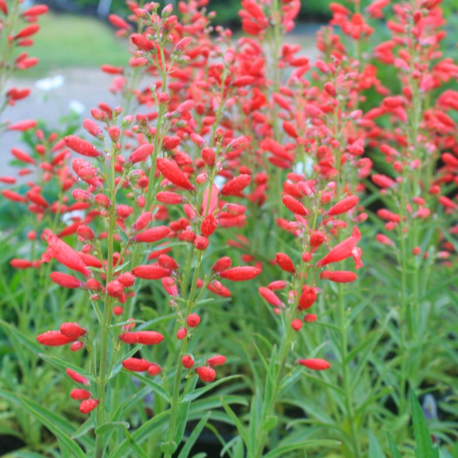 Penstemon schmidel Red Riding Hood