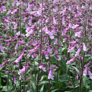 Penstemon Prairie Twilight