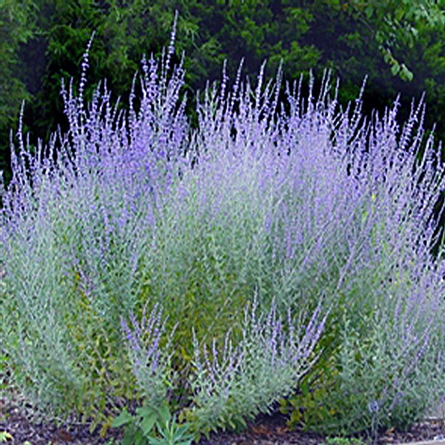 Perovskia atriplicifolia Little Spire