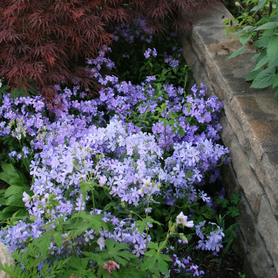 Phlox divaricata Blue Moon