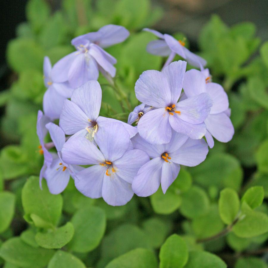 Phlox stolonifera Blue Ridge