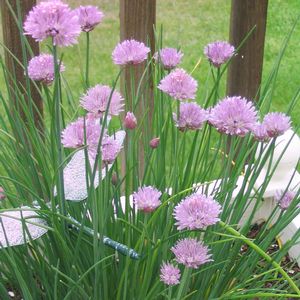 Allium schoenoprasum 