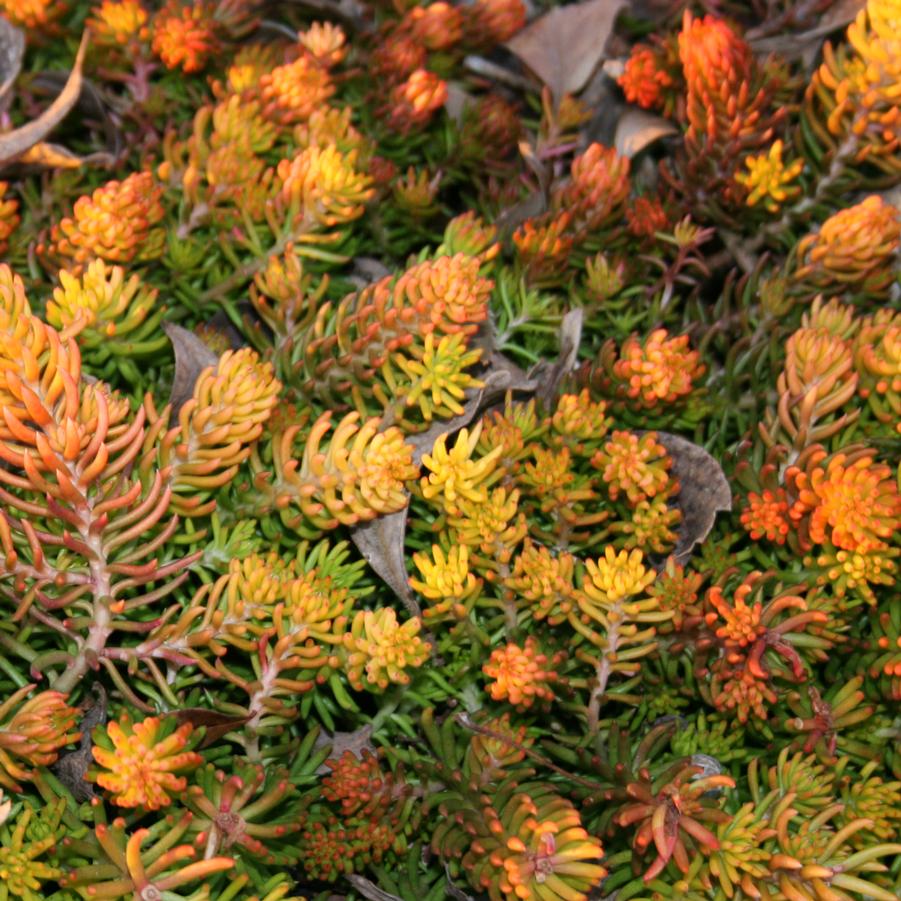 Sedum rupestre Angelina