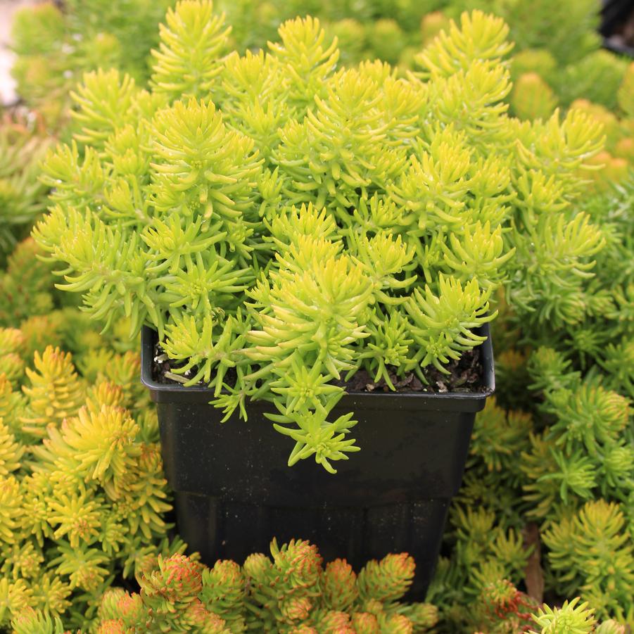 Sedum rupestre Angelina