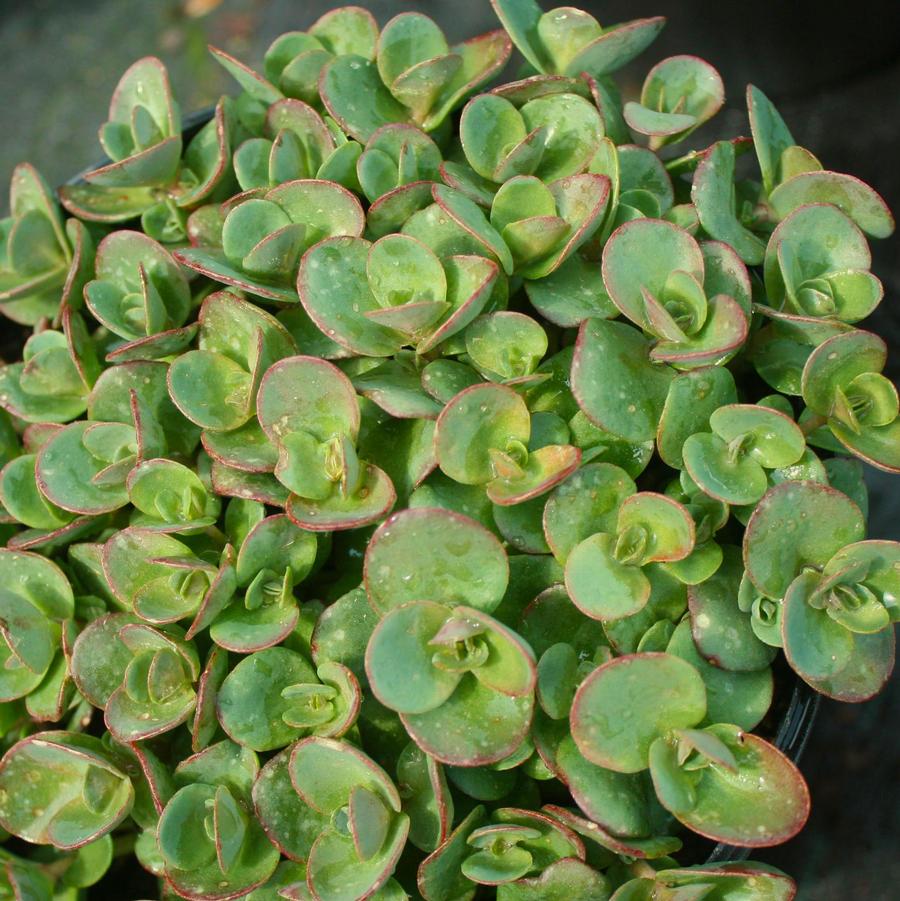 Sedum Lime Zinger