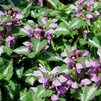 Lamium maculatum Chequers