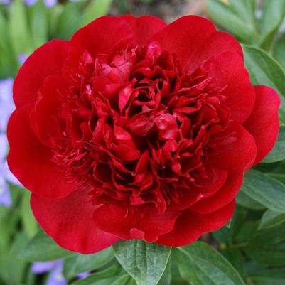 Paeonia lactiflora Red Charm