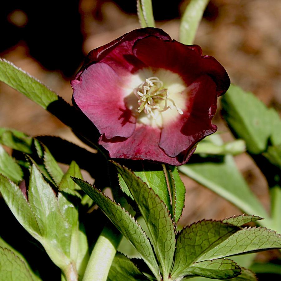 Helleborus orientalis Rome in Red