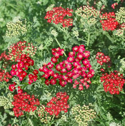 Achillea millefolium New Vintage™ Red