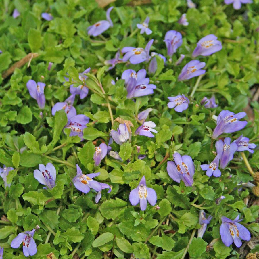 Mazus reptans 