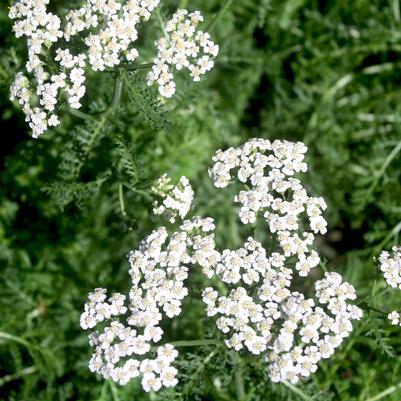 Achillea millefolium 